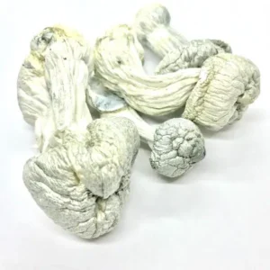 Penis Envy Magic Mushroom