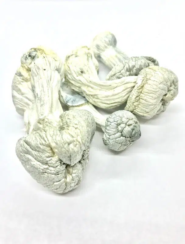 Penis Envy Magic Mushroom