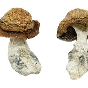 Makilla Gorilla Magic Mushrooms