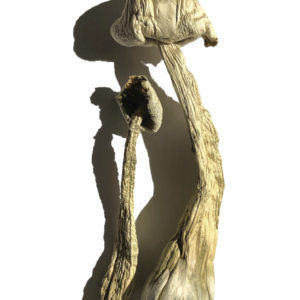 Buy Moby Dick Magic Mushrooms