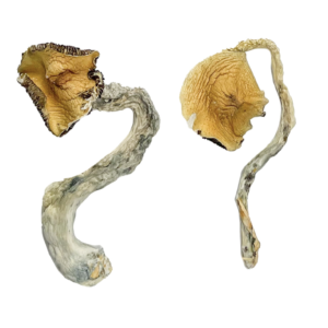 Buy Panama Magic Mushrooms Online