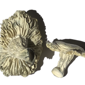 Buy Phobos Magic Mushrooms Strain