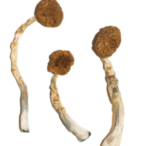 Treasure Coast Magic Mushrooms