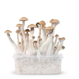 Treasure Coast Magic Mushrooms