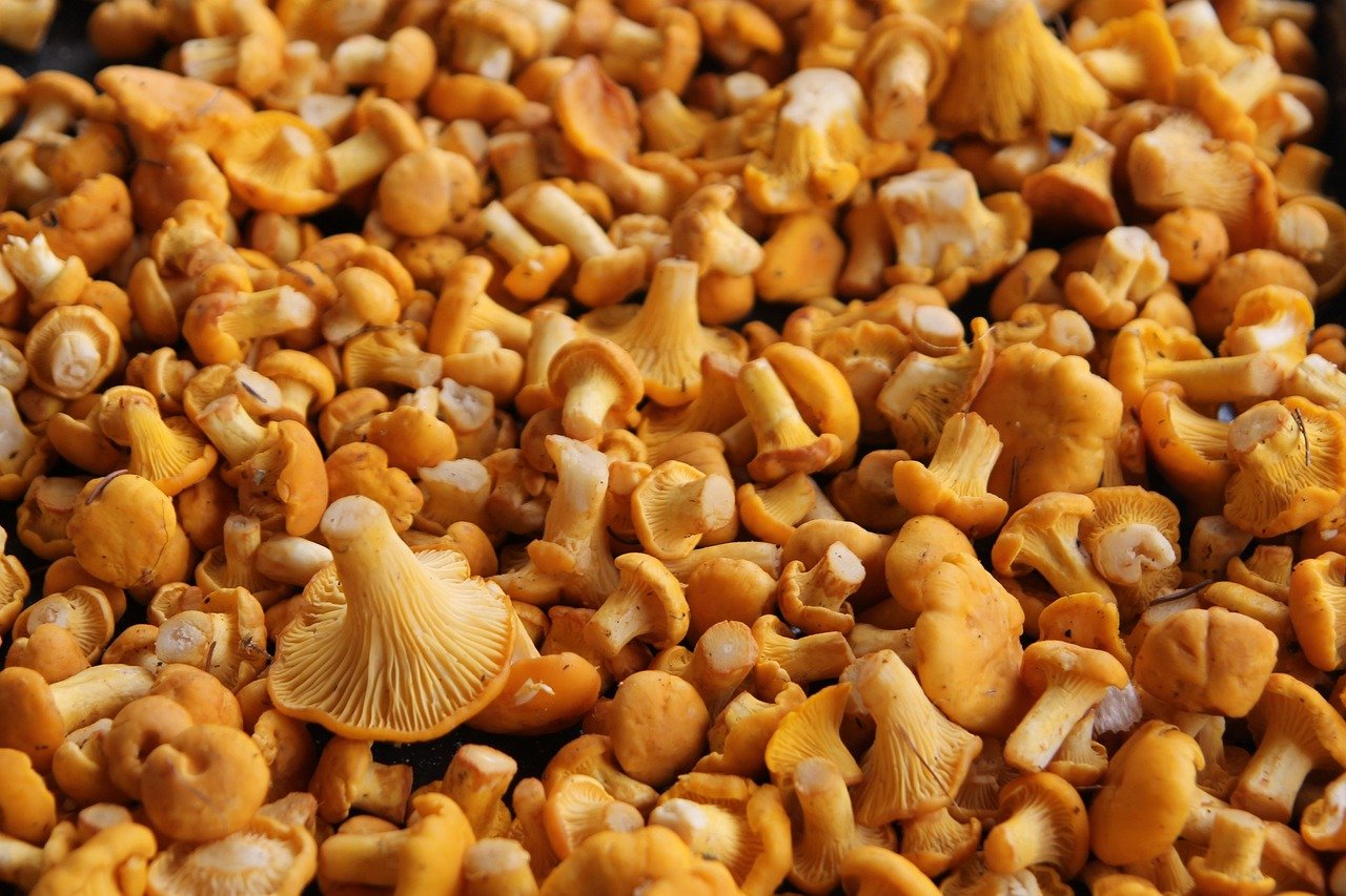 buy psilocybin mushroom